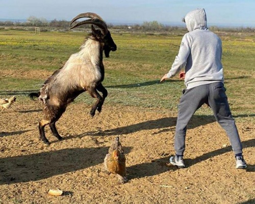 Un luchador ruso despierta la polémica peleando con una cabra