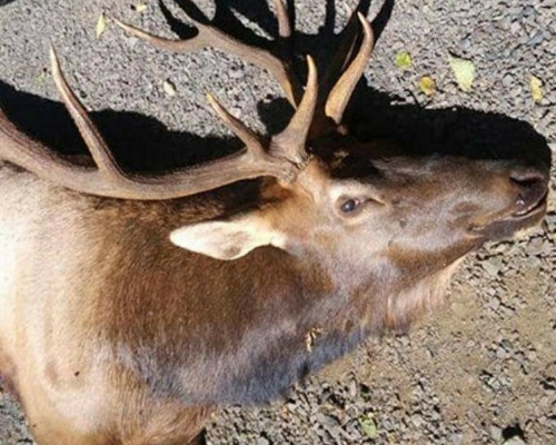 Un cazador fallece atacado por un ciervo al que creyó muerto