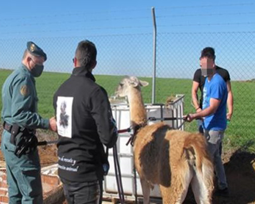 Rescatan a 17 animales abandonados de una finca en Toledo