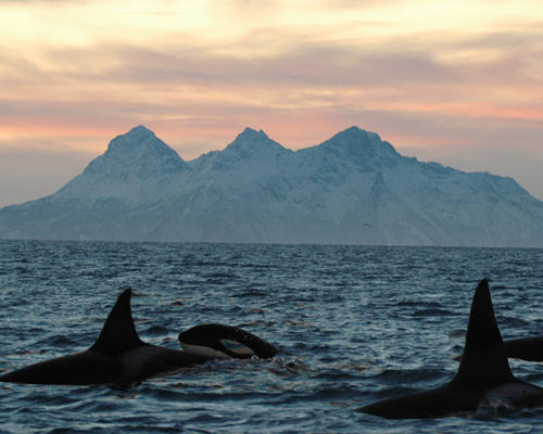 ¿Sabías que la orca es la gran matriarca del océano?
