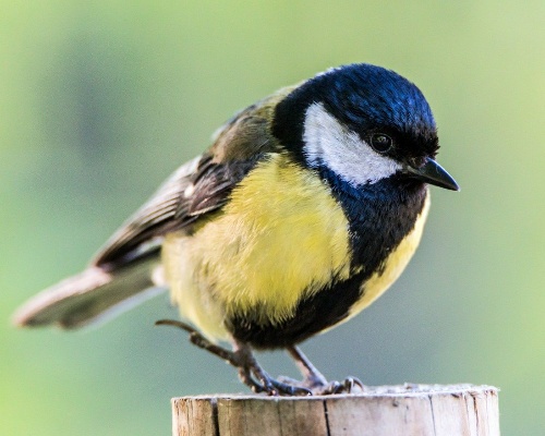 Una enfermedad contagiosa mata a miles de aves