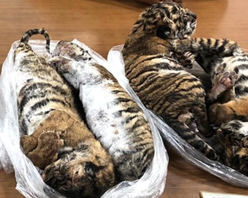 Hallados siete cachorros de tigre congelados