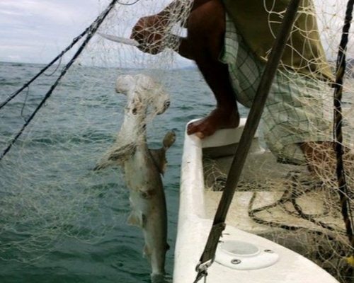 Denuncian la pesca masiva de tiburones martillo en Panamá