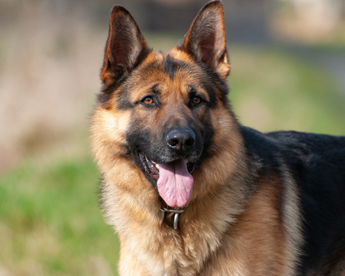 Una chapa de color identificará a los perros de asistencia en Castilla-La Mancha