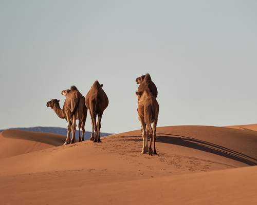 ¿Cuál será el futuro de los camellos de Maspalomas en Gran Canaria?