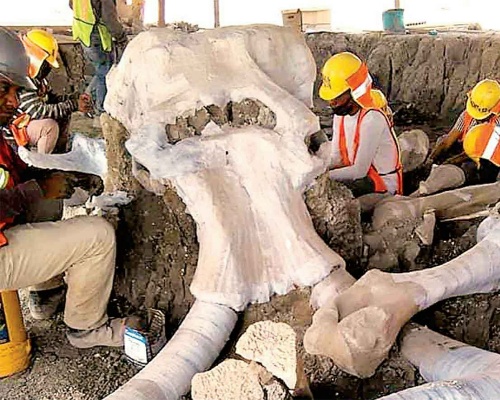 Hallan un gran cementerio de mamuts en México