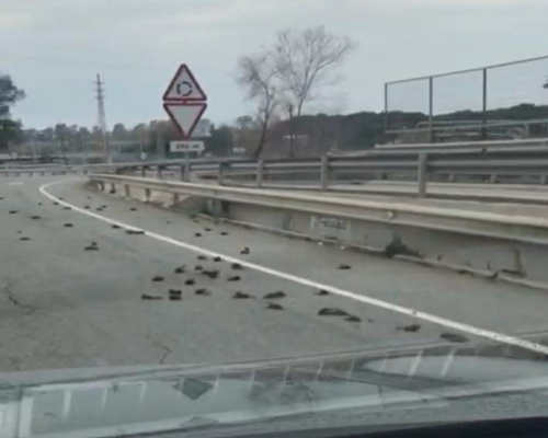 Un vehículo arrolló a los estorninos de Tarragona