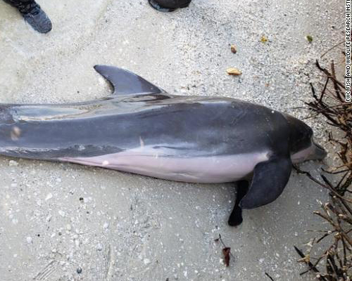 Más de 5.000 delfines han muerto desde el inicio de la guerra en Ucrania
