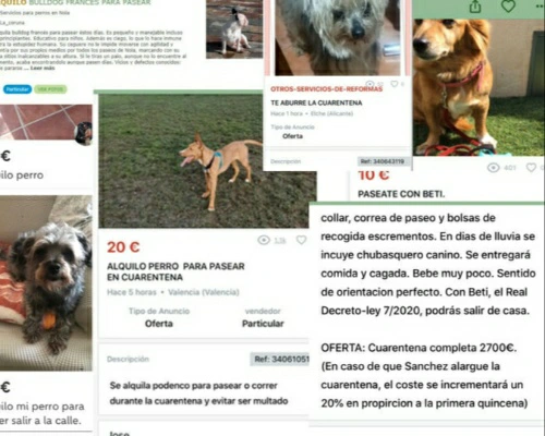 Alquilan perros en Internet para salir a pasear