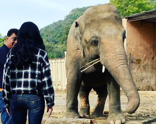 La historia del elefante Kaavan, una oda a la libertad