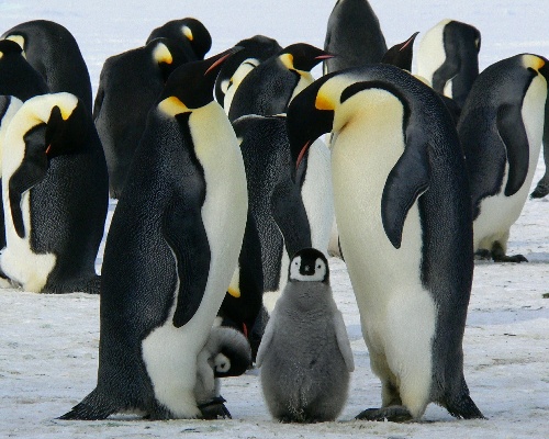 Estos son los cuatro mejores padres del reino animal