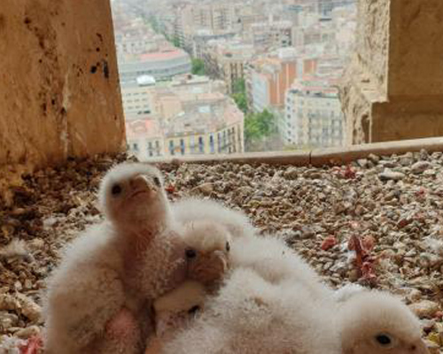 Nacen al menos 22 halcones peregrinos en Barcelona
