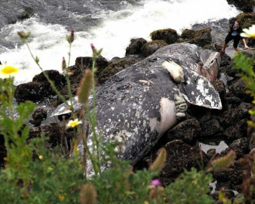 Las tormentas solares cegan a las ballenas grises