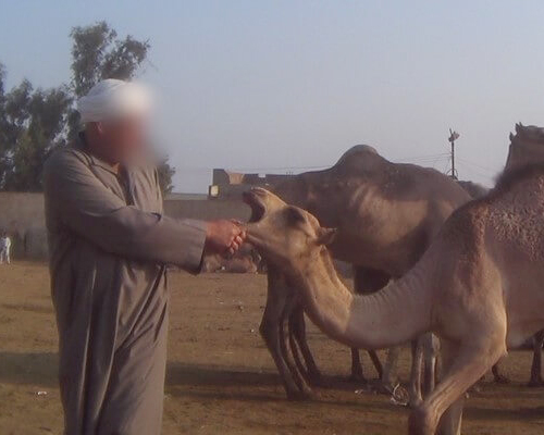 Egipto prohibirá los paseos en camello en Guiza