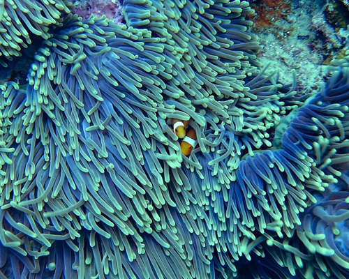 Un coral resiste a los efectos del cambio climático