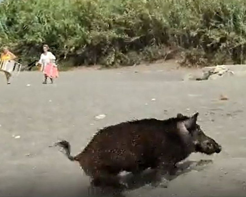 ¿Qué ha ocurrido con el jabalí de la playa de Benajarafe?