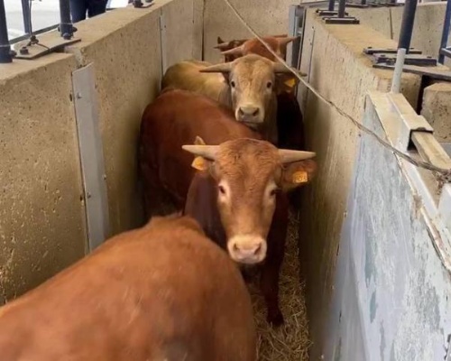 Agricultura ordena el sacrificio de las 864 vacas del buque Karim Allah