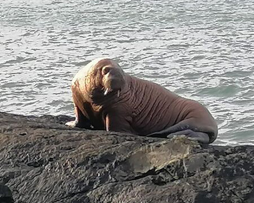 Una morsa ártica aparece en la costa oeste de Irlanda