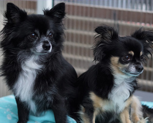 Localizan a una mujer herida en Zamora gracias a sus perros