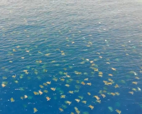 Espectacular vídeo: un aluvión de tortugas verdes nadando en Australia