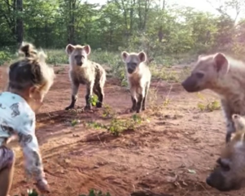 Una niña de dos años juega con un grupo de hienas