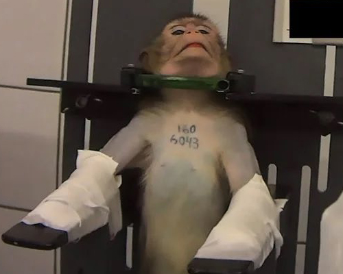 Extrema crueldad en animales en un laboratorio de Madrid