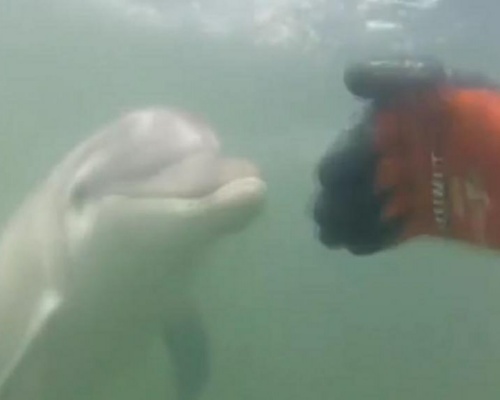 El delfín Manoliño, peligrosamente acosado por los bañistas