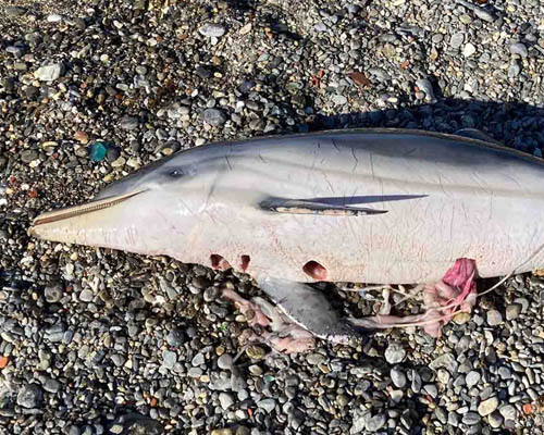 Masacre de delfines listados en el Estrecho de Gibraltar