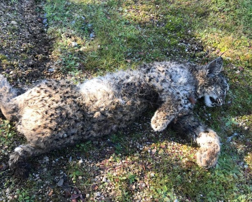 Descubren el cadáver de un cachorro de lince en Don Benito