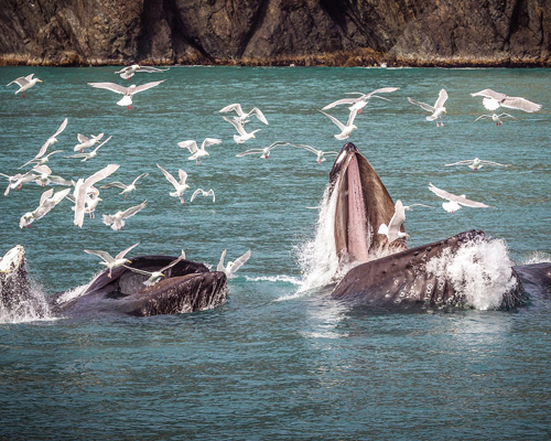Crece la población de ballenas jorobadas
