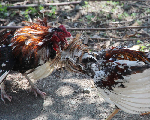 Desmantelan un recinto de peleas de gallos clandestinas en Oliva