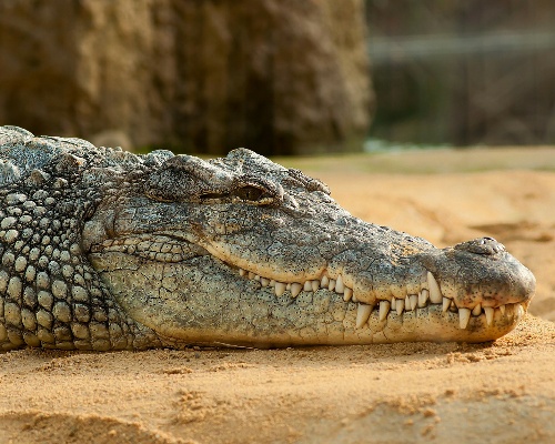 Se busca un cocodrilo del Nilo en el río Duero