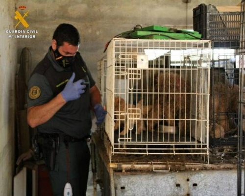 Rescatan más de 500 perros de una 'cámara de tortura'