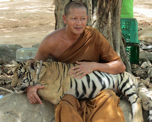 Mueren 86 tigres que fueron rescatados en Tailandia