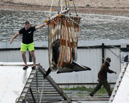 Liberadas las orcas de la cárcel rusa de ballenas