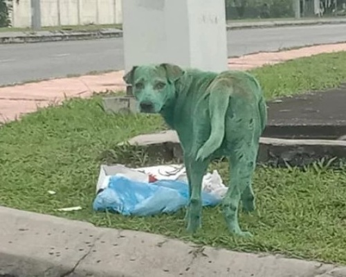 Maltrato animal: Hallan a un perro vagabundo pintado