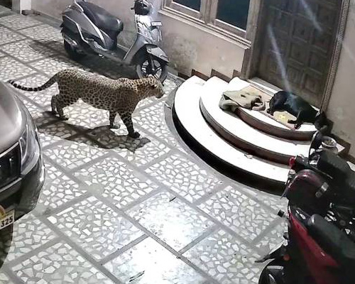 Un leopardo ataca a un perro en el rellano de su casa