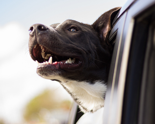 Consejos para viajar en ferry con tu mascota por Europa este verano