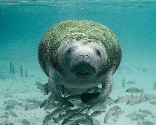 ¿Sabías que el manatí inspiró leyendas de sirenas?