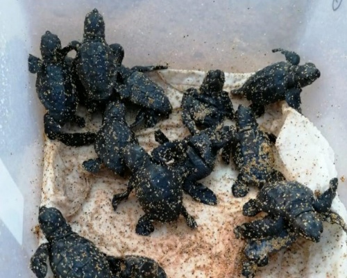 30 tortugas nacen de forma natural en una cala de Menorca