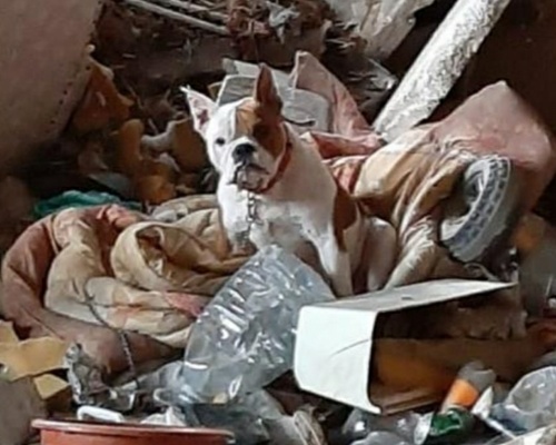 Rescatada una bulldog atada en una casa abandonada