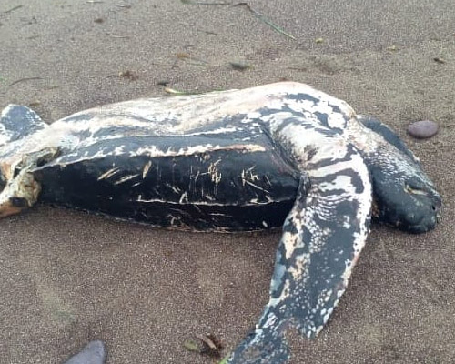 Hallan siete bolsas de basura en el cadáver de una tortuga