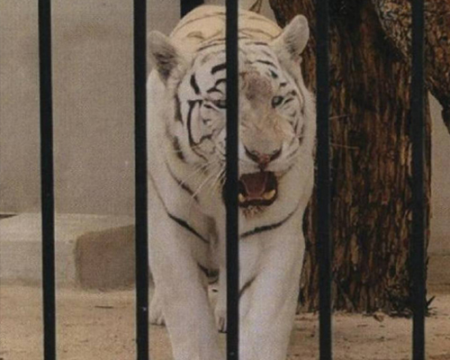 Un tigre blanco vive en un chalé de Alicante