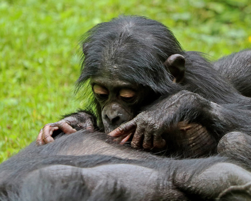 Las madres bonobo ayudan a ligar a sus hijos