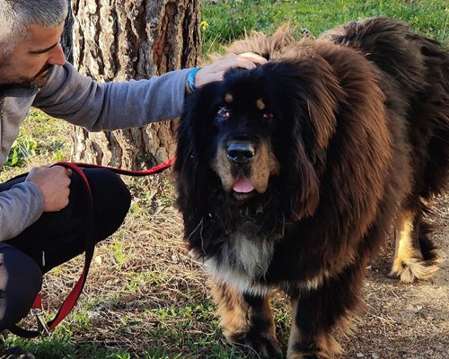 La triste historia de Buda, un mastín tibetano abandonado en Granada