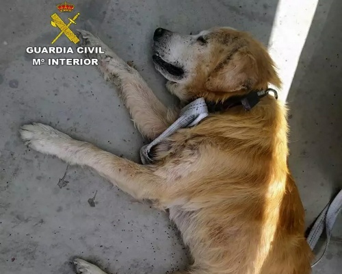 Investigados por abandonar a su perro enfermo en un polígono