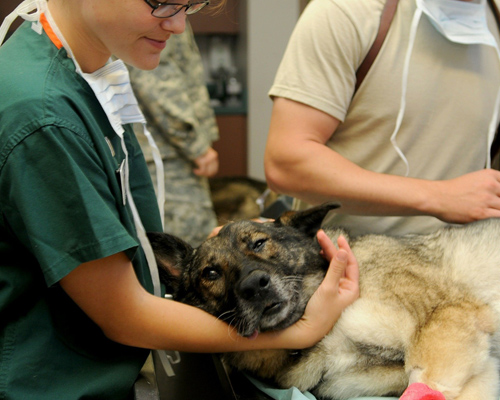 Reclaman la figura del perito veterinario en delitos contra animales