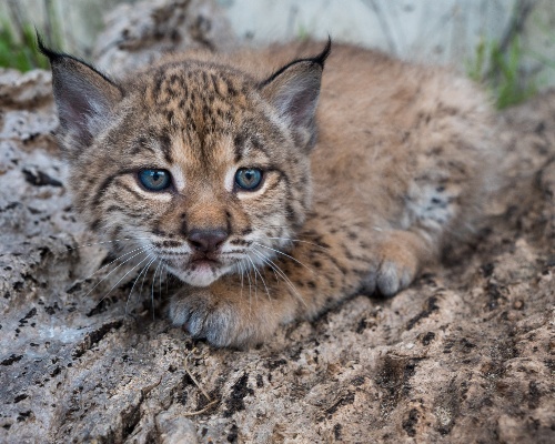 Detectan tres camadas de lince ibérico en Montes de Toledo