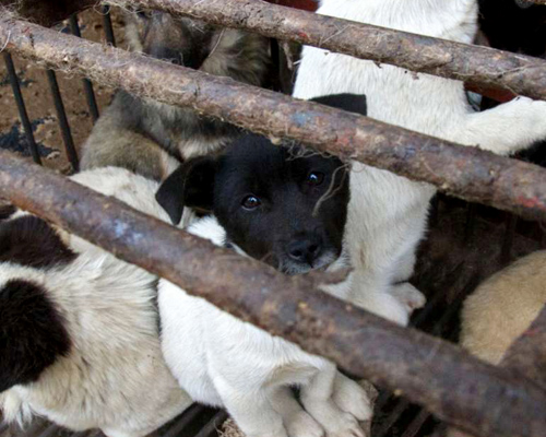 China prohíbe el consumo de perros y gatos