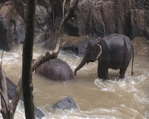 Once elefantes mueren tras despeñarse en Tailandia